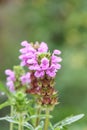 Self-heal Prunella x webbiana Gruss aus Isernhagen, pink flower